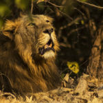 Mesmerizing Gujarat wildlife Trip(12N/13D)