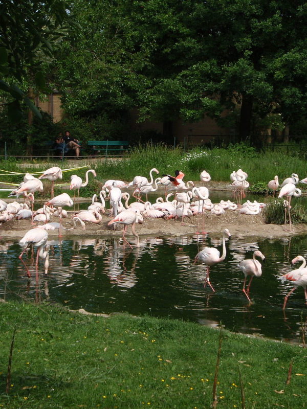 flamingos_breeding-gujarat